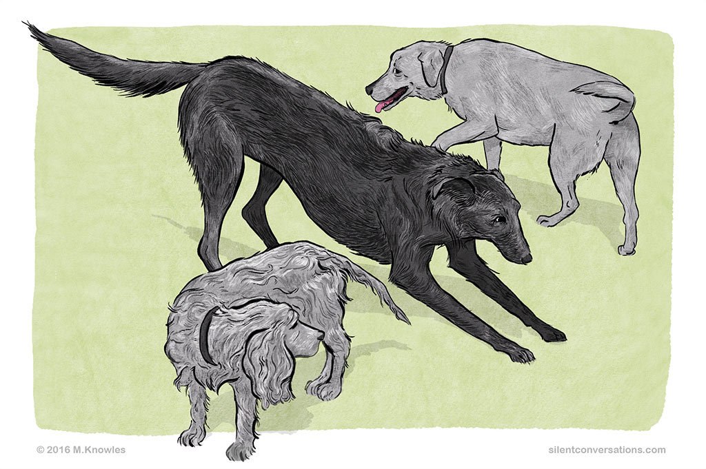 splitting, splitting behaviour, dog communication, dog social skills