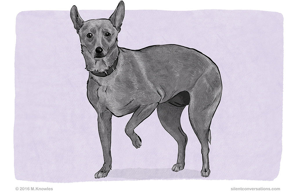 Paw Lift – Dog Body Language