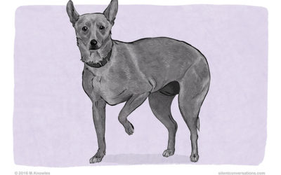 Paw Lift – Dog Body Language