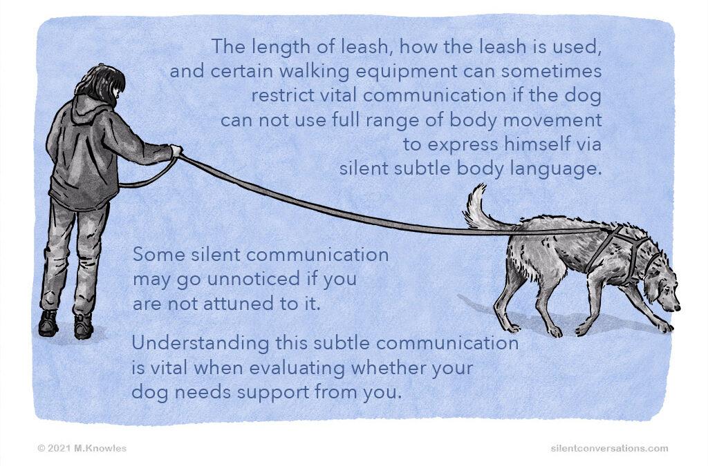 Reasons for walking your dog on a longer leash