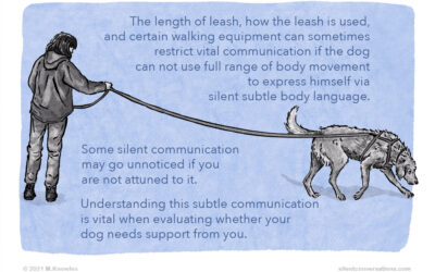 Reasons for walking your dog on a longer leash