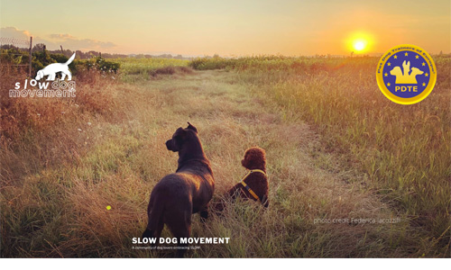 Slow Dog Movement website image