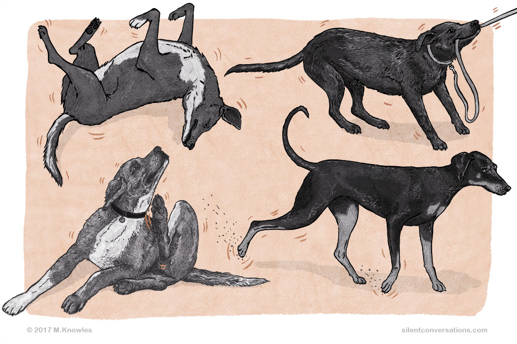 dogs, displacement, displacement behaviour, dog body language