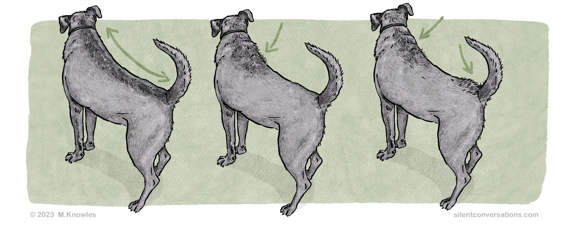 piloerection raised hackles shown in 3 patterns across dogs back