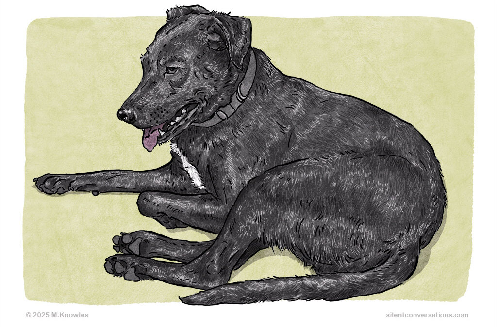 Is my dog smiling? Interpreting the ‘happy’ dog – Dog Body Language